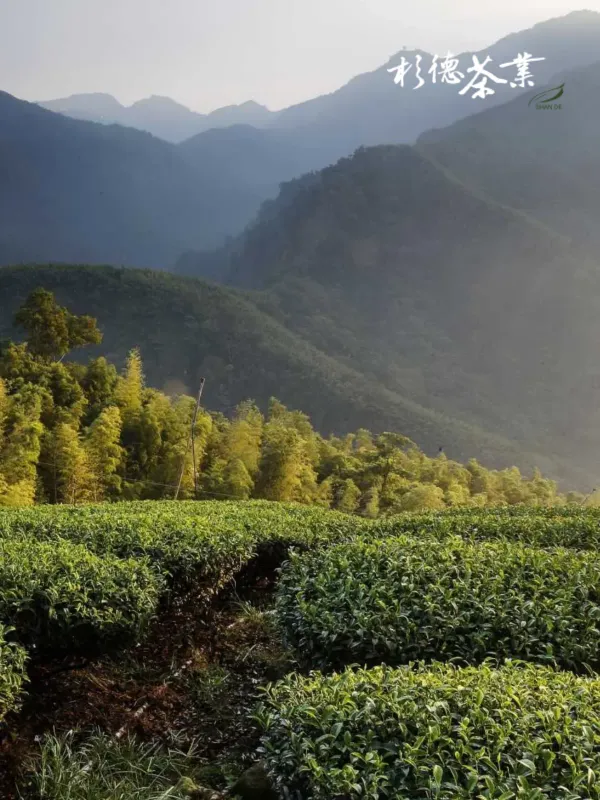 杉德茶叶 - 工商职业 网页设计作品