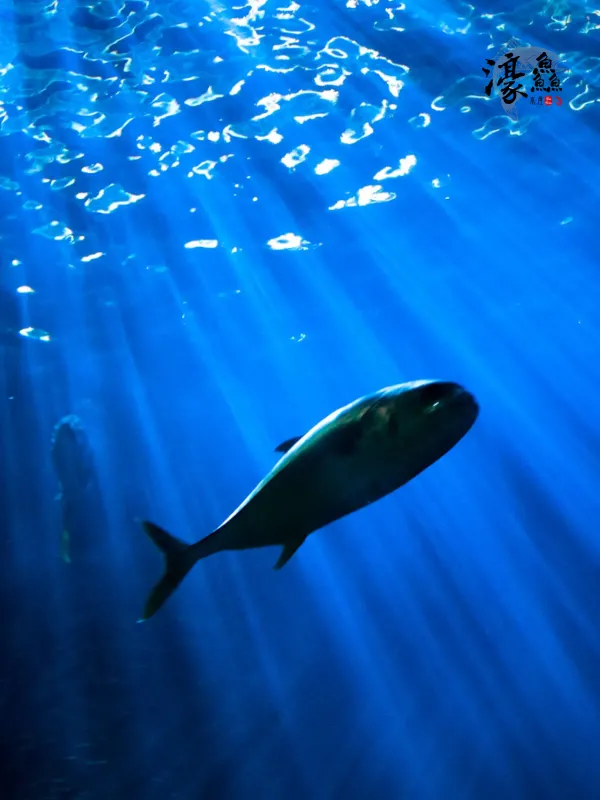 濠鱻水产 - 生活旅游服务 网页设计作品