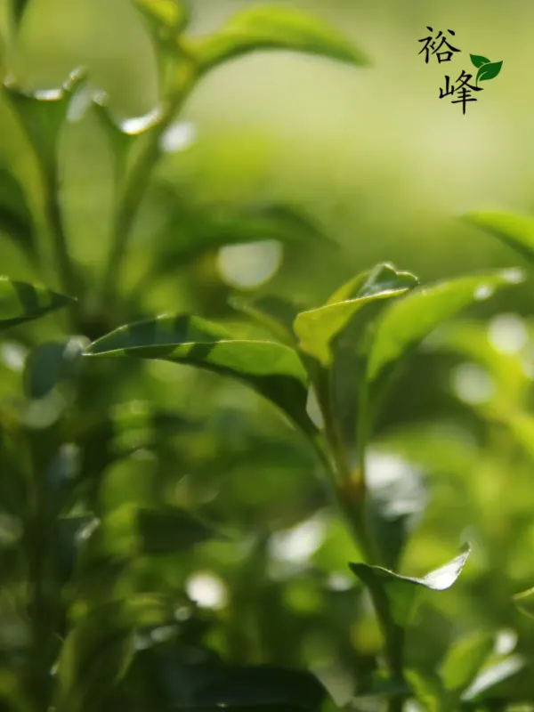 裕峰茶叶技术检测 - 生活旅游服务 网页设计作品